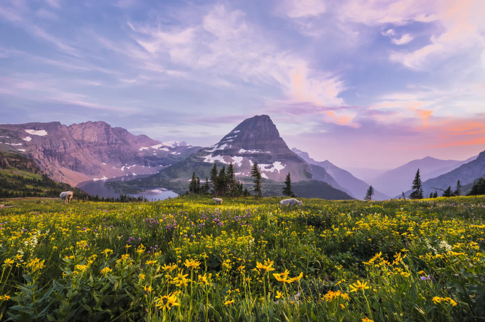 A mountain surrounded by wildflowers in Glacier National Park.