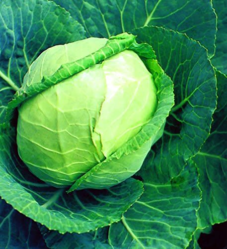 Early Flat Dutch Cabbage Plant - 2.5