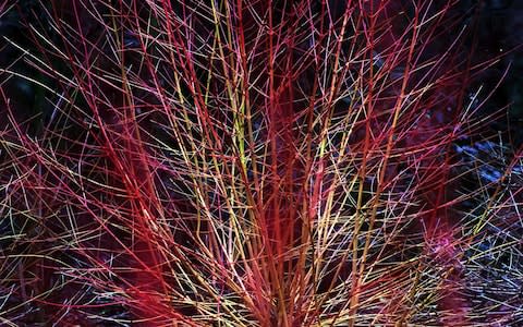 Cornus Sanguinea 'midwinter fire' - Credit: Eddie Mulholland