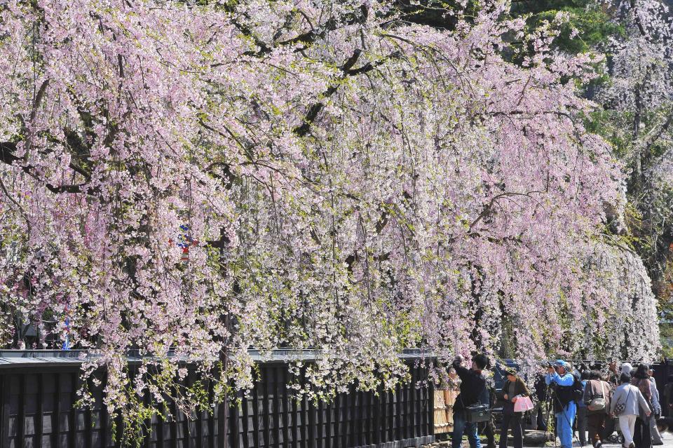 每年4月中旬至下旬是角館屋家屋敷枝垂櫻盛開的時節。（圖片提供：JR東日本鐵道）