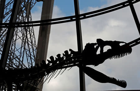 A dinosaur fossil is on display at the Eiffel tower, in Paris, France, June 2, 2018 ahead of its auction on Monday. REUTERS/Philippe Wojazer