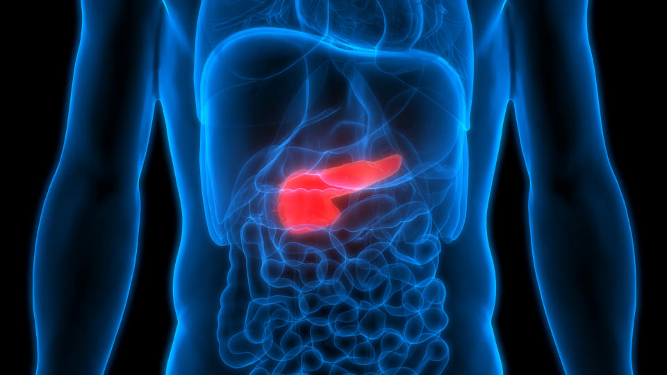 3D Illustration of Human Body Organs Anatomy (Pancreas)