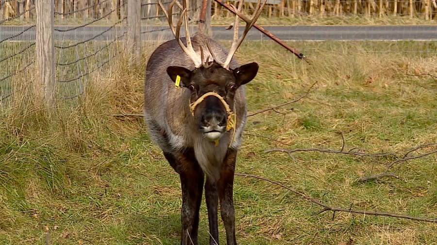 GG Reindeer Farm on Nov. 30, 2023.