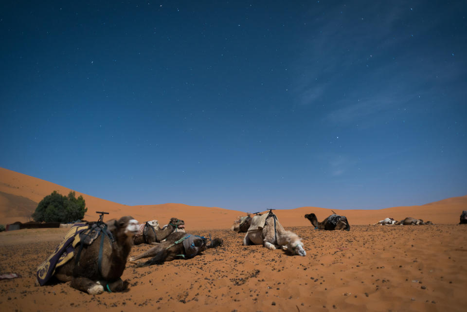 Camels under the stars in the Sahara Desert