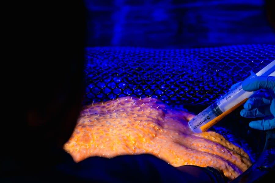 A Sunflower Sea Star is carefully administered a spawn-inducing hormone 