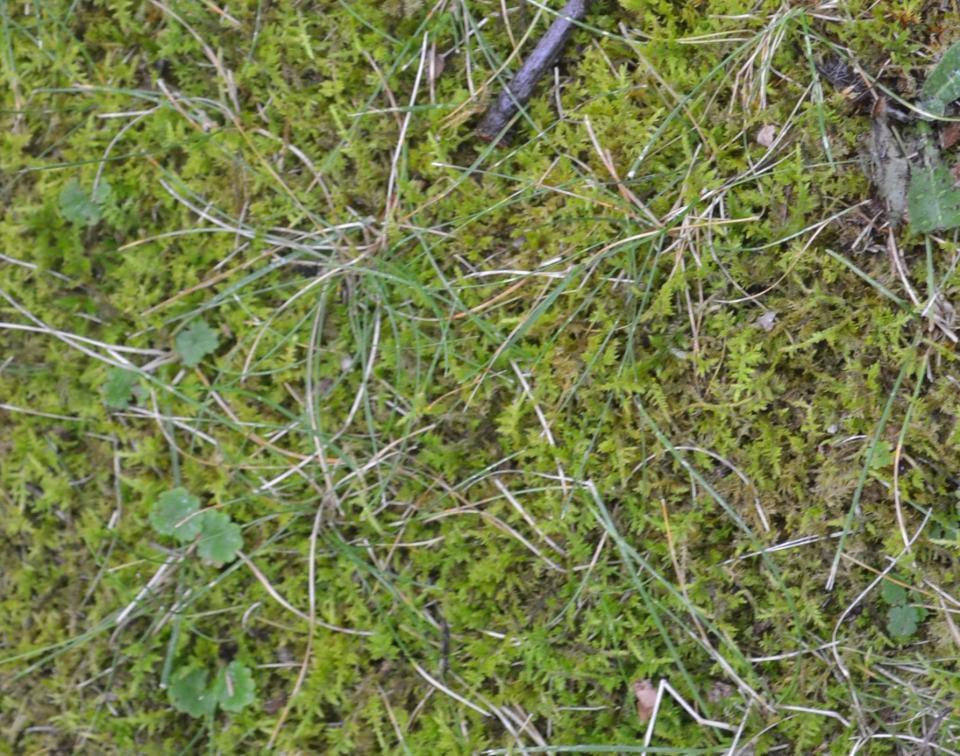 A moss lawn can be an alternative for those struggling to maintain a traditional lawn. There are 12,000 different species of moss.