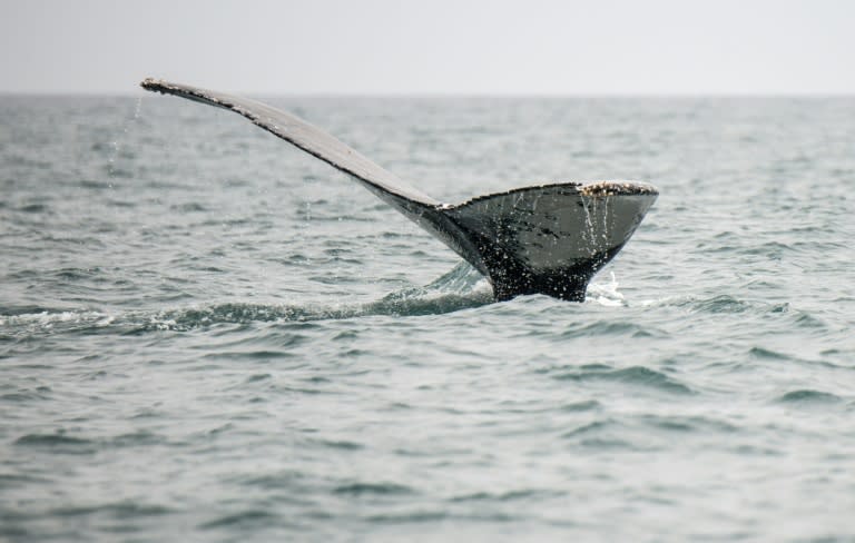 La cola de una ballena jorobada, fotografiada en la costa de Islilla, en Piura, en el norte de Perú, el 14 de julio de 2016 (Cris Bouroncle)