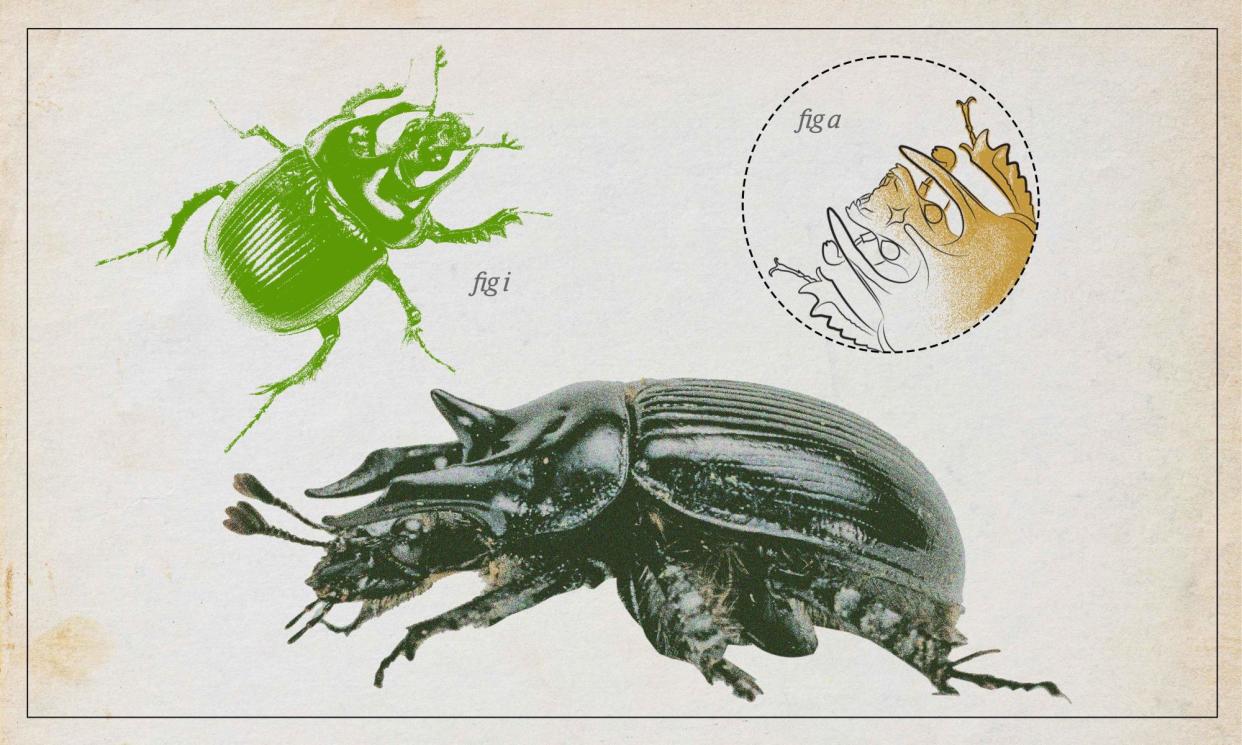 <span>The minotaur beetle (<em>Typhaeus typhoeus</em>) is scarce in Britain and extremely rare farther north.</span><span>Composite: Guardian Design/Alamy</span>