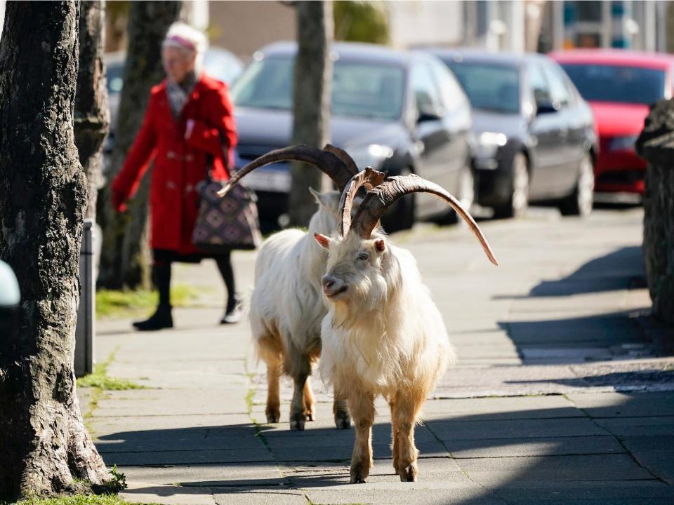 Mountain goats roam the streets of LLandudno on March 31, 2020 in Llandudno, Wales.