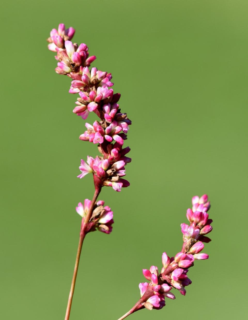 PHOTO: Polygonum Tinctorium. (Manfred Ruckszio/Shutterstock )