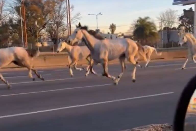 El video de los caballos sueltos en la Panamericana