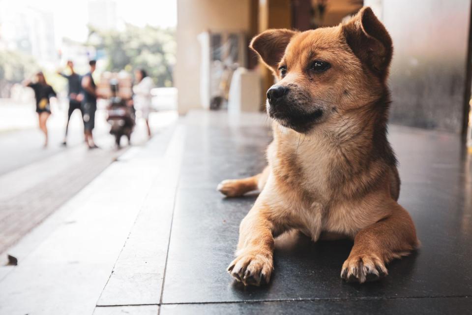 unique dog names unisex and gender neutral dog names