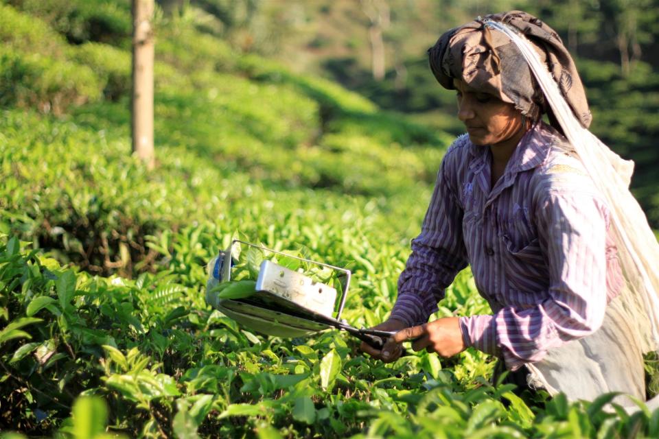 Tea being harvested