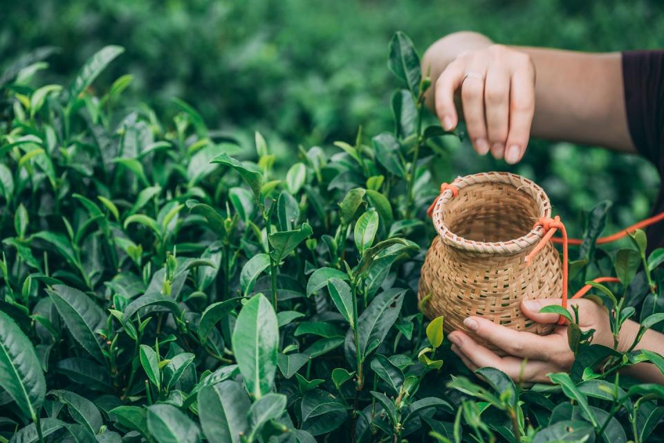 Camellia sinensis plants can grow up to 15 feet tall.