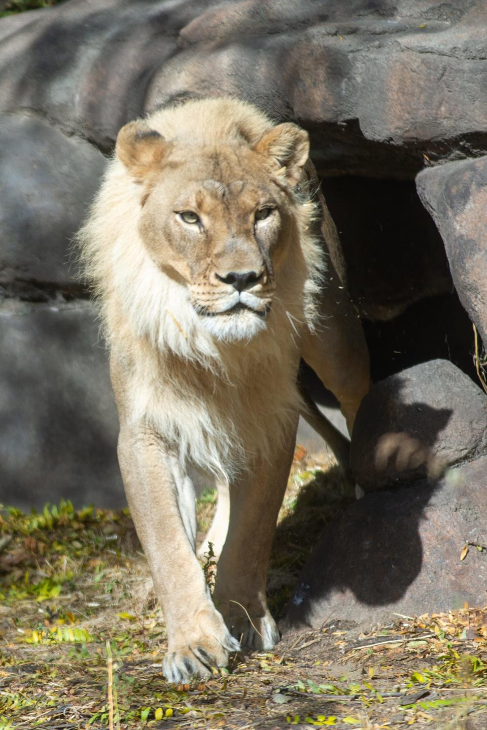 Zuri, a female lion at the Topeka Zoo, comes out from her den to investigate the sounds of an opening door Saturday afternoon. Zuri began growing a mane after her mate's death two years ago.