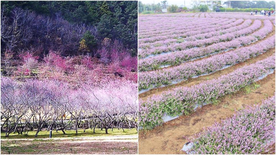 秋冬花海好繽紛，出遊美拍賞花趣（圖片來源：Vinge、Yahoo奇摩旅遊駐站達人 小兔小安旅遊札記）