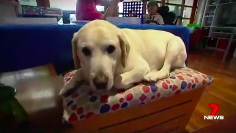 Frankie the dog offers some relief to the children at Bear Cottage. Source: 7News