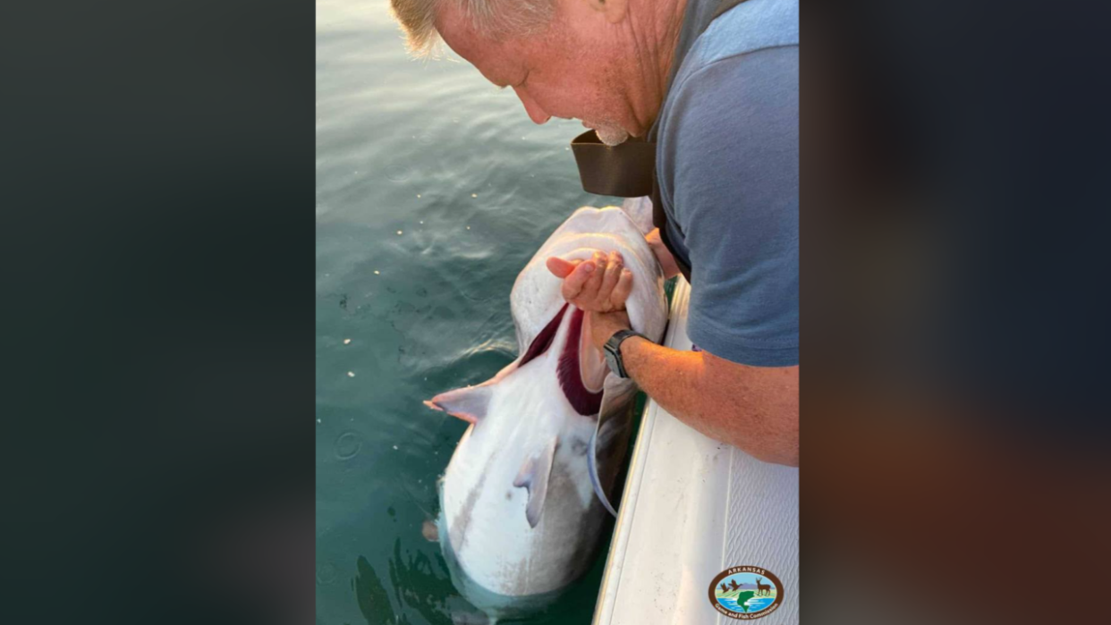 Man holding gigantic fish above water