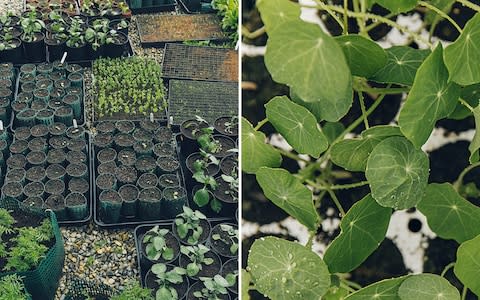 growing trays - Credit: India Hobson