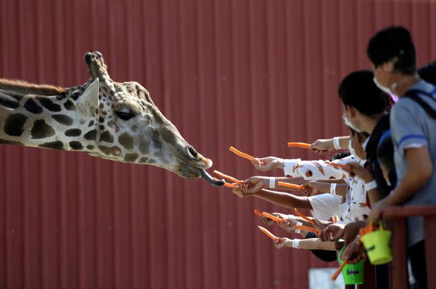 Visitors give carrots to a giraffe at the Xenpal Zoo in Garcia, on the outskirts of Monterrey, Mexico, on Oct. 21. (Photo: Daniel Becerril via Reuters)