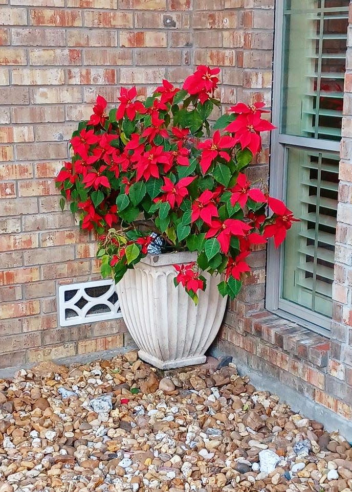 Bob Caperton Poinsettia re flowered second Christmas