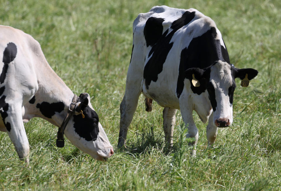 PETALUMA, CALIFORNIA – APRIL 26: Cows graze on a dairy farm on April 26, 2024 in Petaluma, California.  The U.S. Department of Agriculture is ordering dairy producers to test milk-producing cows for highly pathogenic avian influenza (HPAI H5N1) infections before the animals are transferred to a different state after the virus was discovered in pasteurized milk samples taken by the Food Administration.  and Drug Administration.  (Photo: Justin Sullivan/Getty Images)