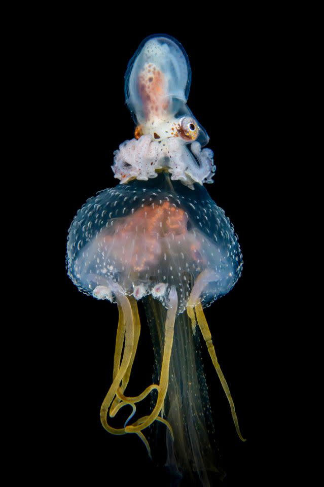 <p>Un Argonauta hians sobre una medusa hembra en las aguas de los alrededores de Anilao, Filipinas (Foto: Cai Songda / Caters News). </p>