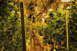 Cannabis Farm