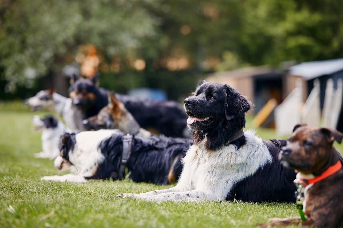 British experts said the research is useful in highlighting the role pet dogs could play as a possible "patient zero" for a future dog flu outbreak (Getty Images/iStockphoto)