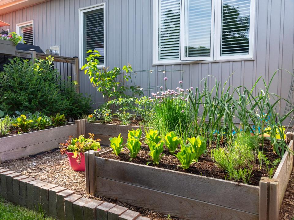 outdoor vegetable garden behind a one-story home