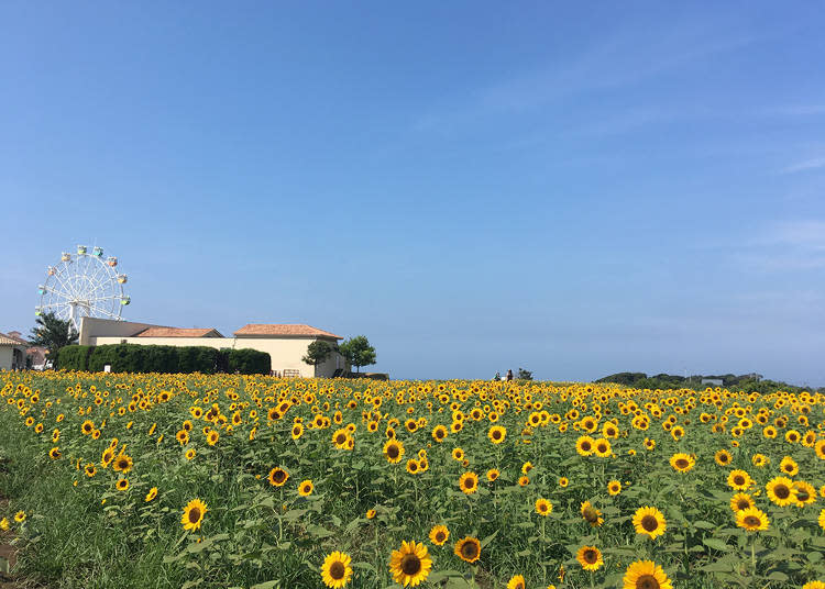 超有異國風情的整片向日葵花田絕景