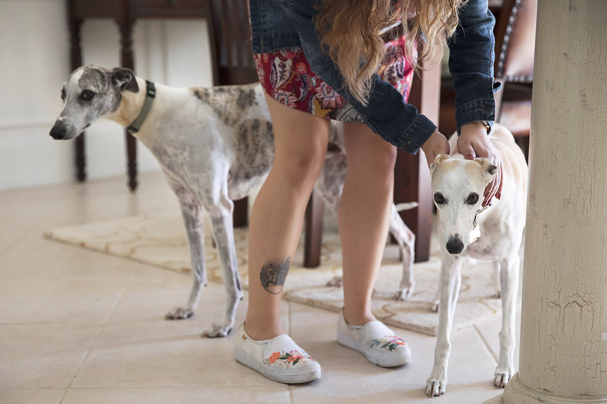 A woman pets two whippet dogs 