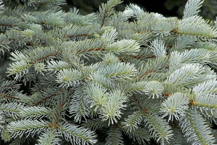 6) Colorado Blue Spruce