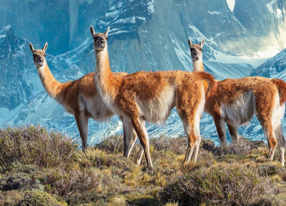 In Südamerika leben die Guanakos, meist in Höhen bis zu 4.000 Meter. Sie gehören zu der Familie der Kamele.