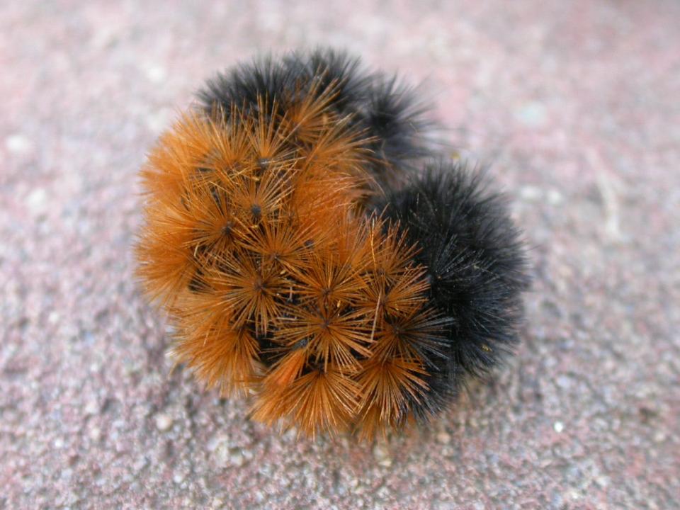 The woolly bear caterpillar curls up in a fuzzy ball to protect itself.