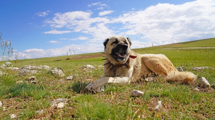 32 of the best outdoor dog breeds