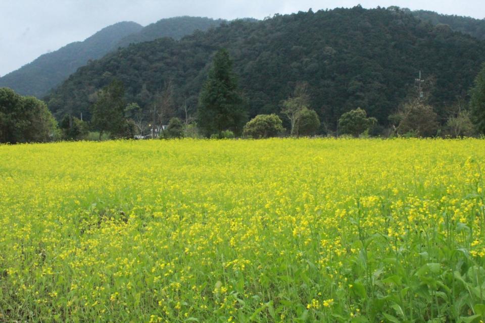 油菜花節活動現場設有24個攤位，包含使用在地友善農產美食：黃老爹友善農產的澎湃飯糰、杉舞三生農庄的米菓子與使用朝陽社區發展協會魚鬆的山海玉子燒餐包、在地炒絲菜口袋餅、在地的各式青草調配DIY、生菜沙拉盒，也有宜蘭在地品牌上山共襄盛舉：虎咖啡、Shining Star、黑仔滷味、日嚐甜食、笑臉婆婆 Smiley PoPo等；各項特色活動：Leon Outdoors的打彈弓體驗、阿城伯磨刀站、阿強阿公芒草掃把、阿旺師青草園、櫟山友善農場及電輔車遊山村等。預約體驗活動：油菜花草地瑜珈、看你在那編藤環、苔玉等。現場還有音樂表演，讓參加民眾在油菜花滿開的環境下<a name=