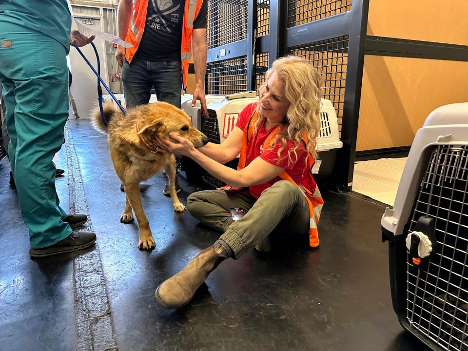 A dog rescued from the West Bank region arrives at the Animal Reception Center at JFK Airport in New York on March 14, 2024 and is greeted by SPCA International volunteers.