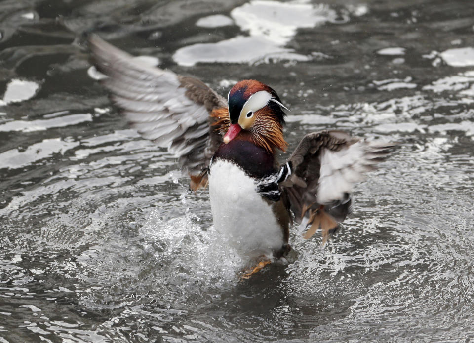 A Mandarin duck flutters in Central Park in New York, Wednesday, Dec. 5, 2018. In the weeks since it appeared in Central Park, the duck has become a celebrity. (AP Photo/Seth Wenig)