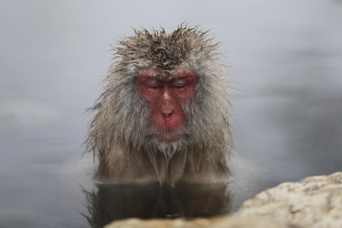 Los monos de nieve japoneses alivian su estrés con aguas termales