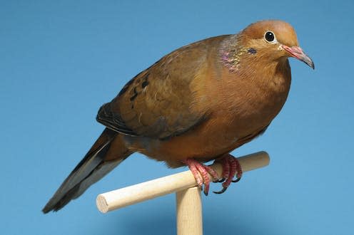 <span class="caption">The Socorro dove (_Zenaida graysoni_) was confirmed to be extinct in the wild in 1981.</span> <span class="attribution"><a class="link " href="https://en.wikipedia.org/wiki/Socorro_dove#/media/File:Zenaida_graysoni_-_Socorrotaube_-_Wildfarbig_-_Deutscher_Kanarien-_und_Vogelz%C3%BCchterbund_(DKB)_-_Vogelbund_-_Johann_Alexi.jpg" rel="nofollow noopener" target="_blank" data-ylk="slk:Johann Alexi/Freigabe-Nachweis;elm:context_link;itc:0;sec:content-canvas">Johann Alexi/Freigabe-Nachweis</a>, <a class="link " href="http://creativecommons.org/licenses/by-sa/4.0/" rel="nofollow noopener" target="_blank" data-ylk="slk:CC BY-SA;elm:context_link;itc:0;sec:content-canvas">CC BY-SA</a></span>