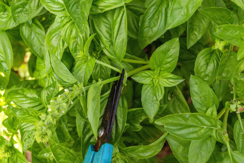 Flowering Basil Plant in Herb Garden