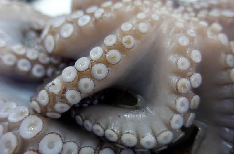 An octopus is seen in fish street vendor Otello's van in Castell'Azzara