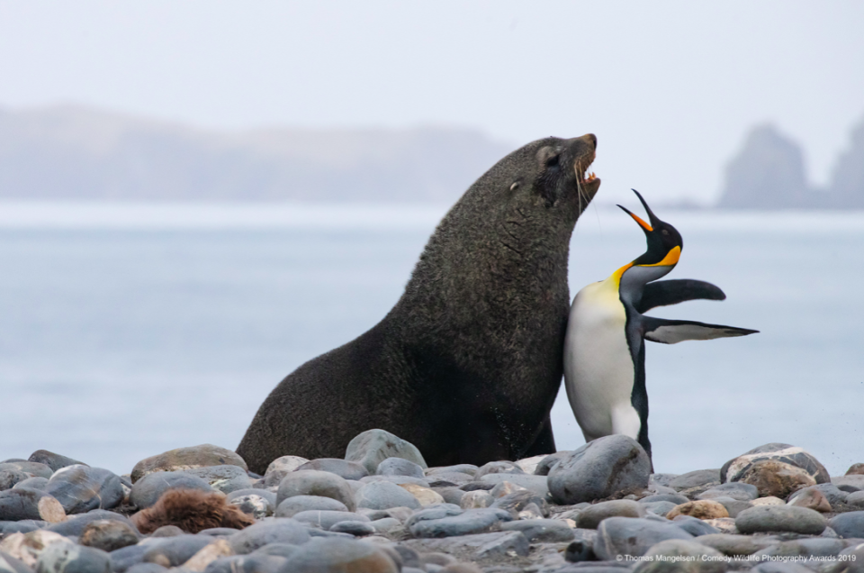 This feisty pair make unlikely sparring partners - must've been a disagreement about a fish. (Thomas Mangelsen/Comedy Wildlife Photo Awards 2019)