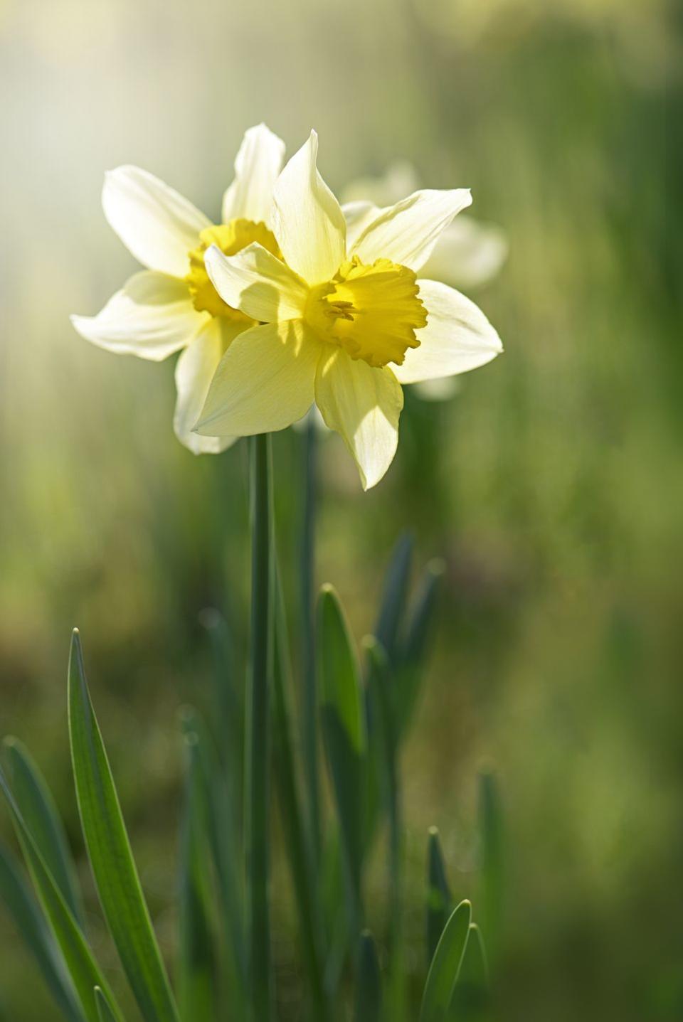 Spring Flower: Daffodil