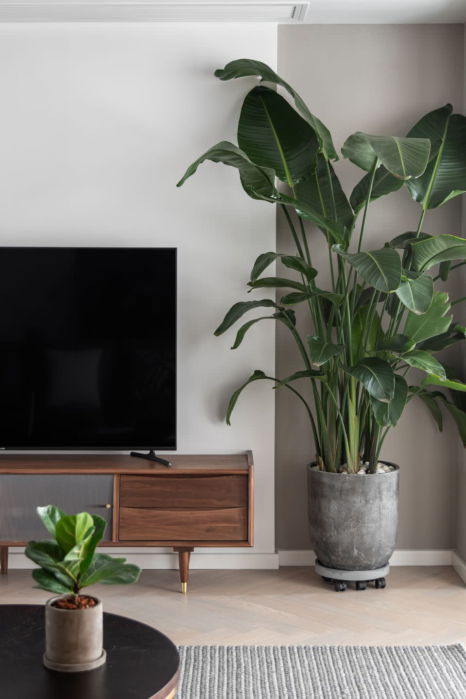 <p>If you favor a more-is-more design approach, you'll appreciate this plant's distinct disposition that can enliven the dreariest of spaces. Just be sure to water them regularly and keep them in a bright spot. <br><br><a class="link " href="https://go.redirectingat.com?id=74968X1596630&url=https%3A%2F%2Fwww.etsy.com%2Flisting%2F773770978%2F2-or-1-bird-of-paradise-orange-live&sref=https%3A%2F%2Fwww.goodhousekeeping.com%2Fhome%2Fgardening%2Fg32490113%2Fbest-aesthetic-plants%2F" rel="nofollow noopener" target="_blank" data-ylk="slk:SHOP NOW;elm:context_link;itc:0;sec:content-canvas">SHOP NOW</a></p>