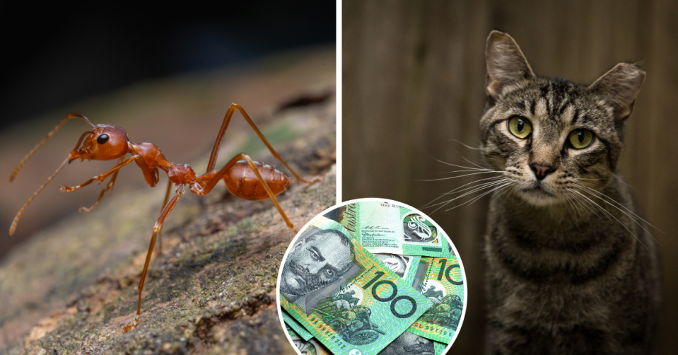 A macro shot of a red ant in nature, a stray cat and Australian $100 bills.