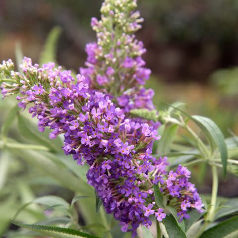 Ultra Violet Buddleia