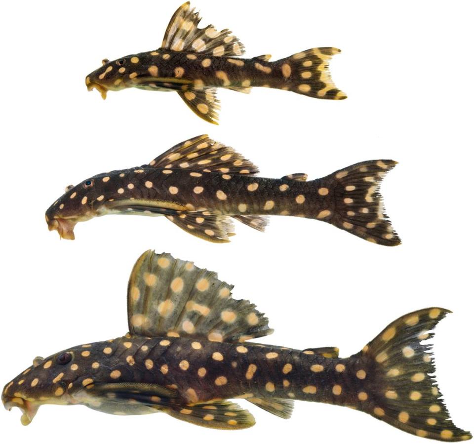 A juvenile (top), subadult (middle) and adult (bottom) of Scobinancistrus raonii, or Raoni’s armored catfish. Photos from Leandro M. Sousa and Mark H. Sabaj