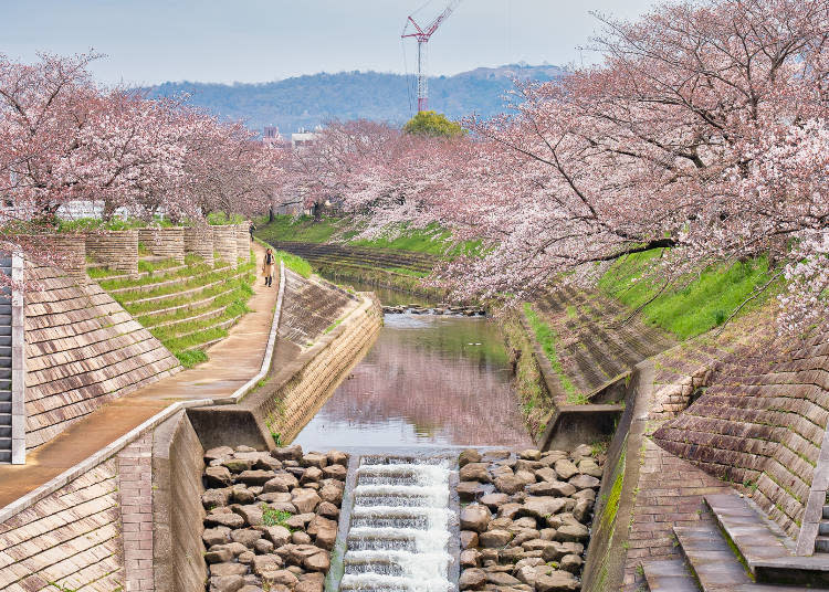 When in full bloom, the flowers dye the surface of the river pink